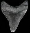 Bargain, Megalodon Tooth - North Carolina #59144-1